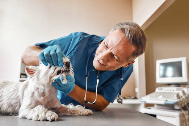 Best 24-Hour Emergency Dentist in Southport, NC